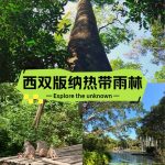 ⛰️西双版纳热带雨林保姆级攻略—必看系列!_1_川贝枇杷果_西双版纳-森林-来自52tours 我爱旅游网